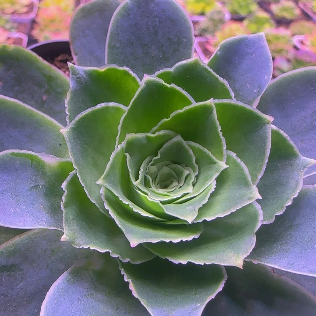 福利13135643767676