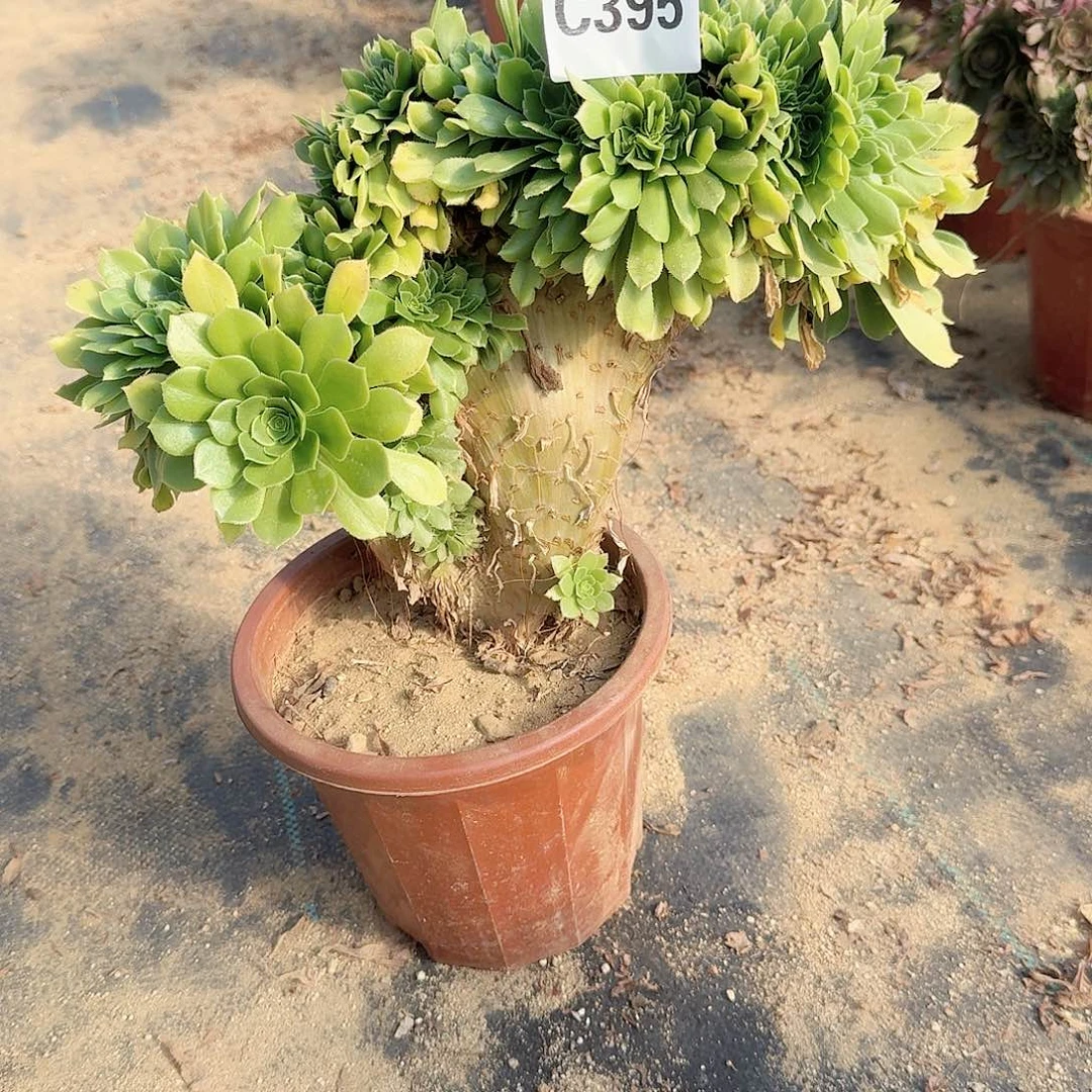 395绿缀一颗呀呀