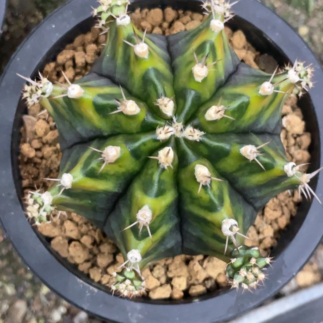 当前无花朵，栽培后可花朵实生根，乌贼A