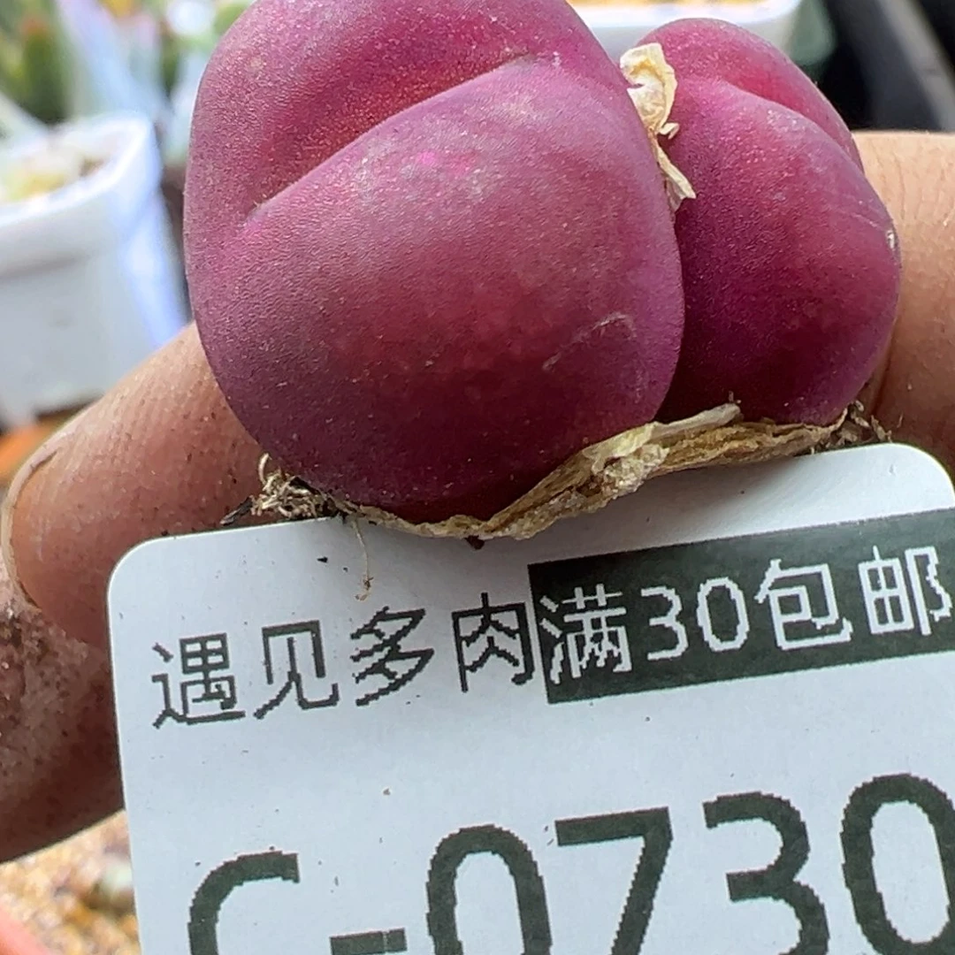多肉植物11111111111111111
