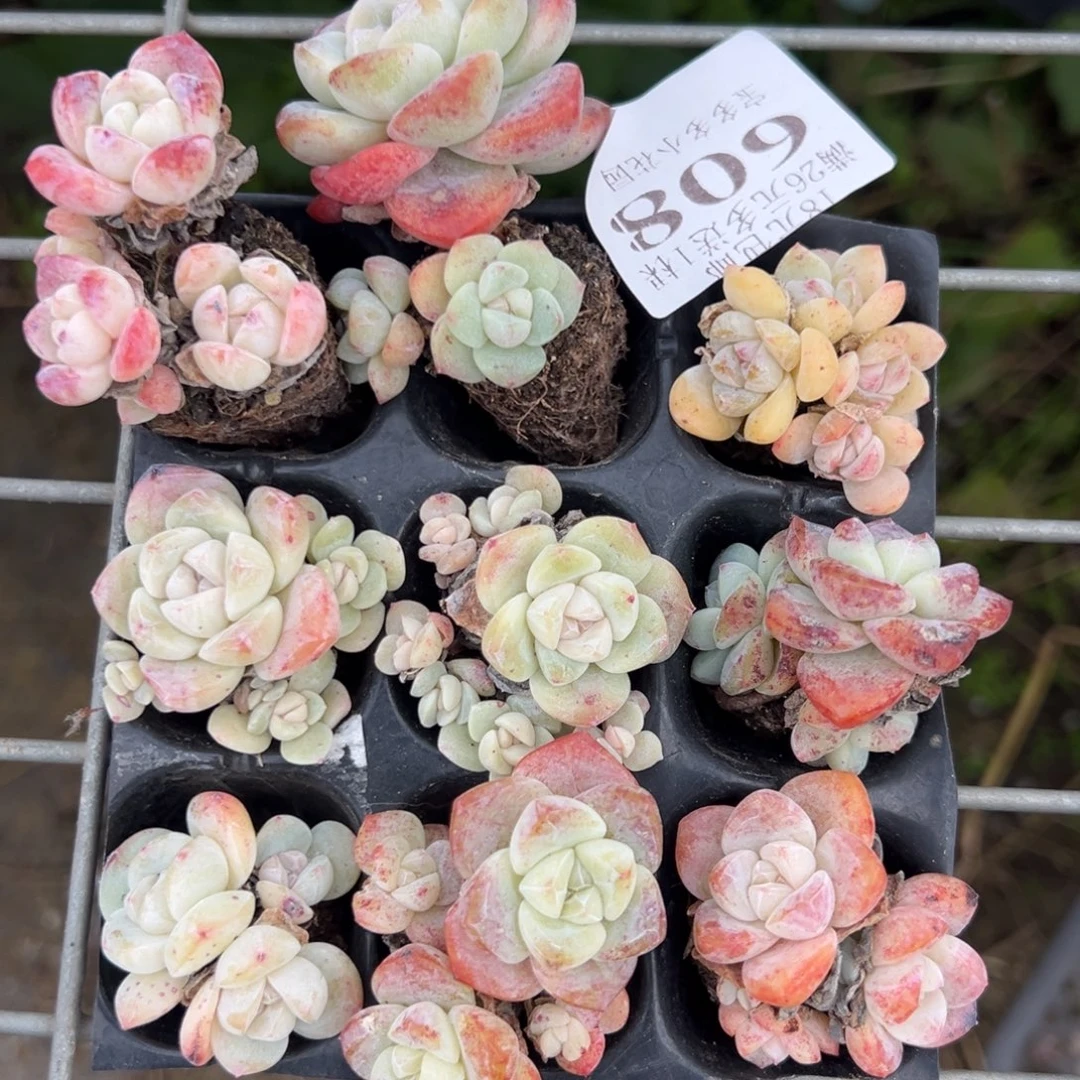 608号 冰玉穴盘群到手9颗 默认微瑕呲 不包整散 不售后