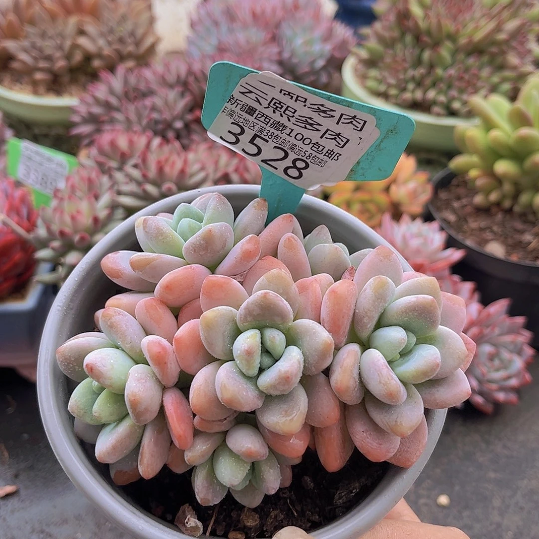 3528红洛神多肉植物