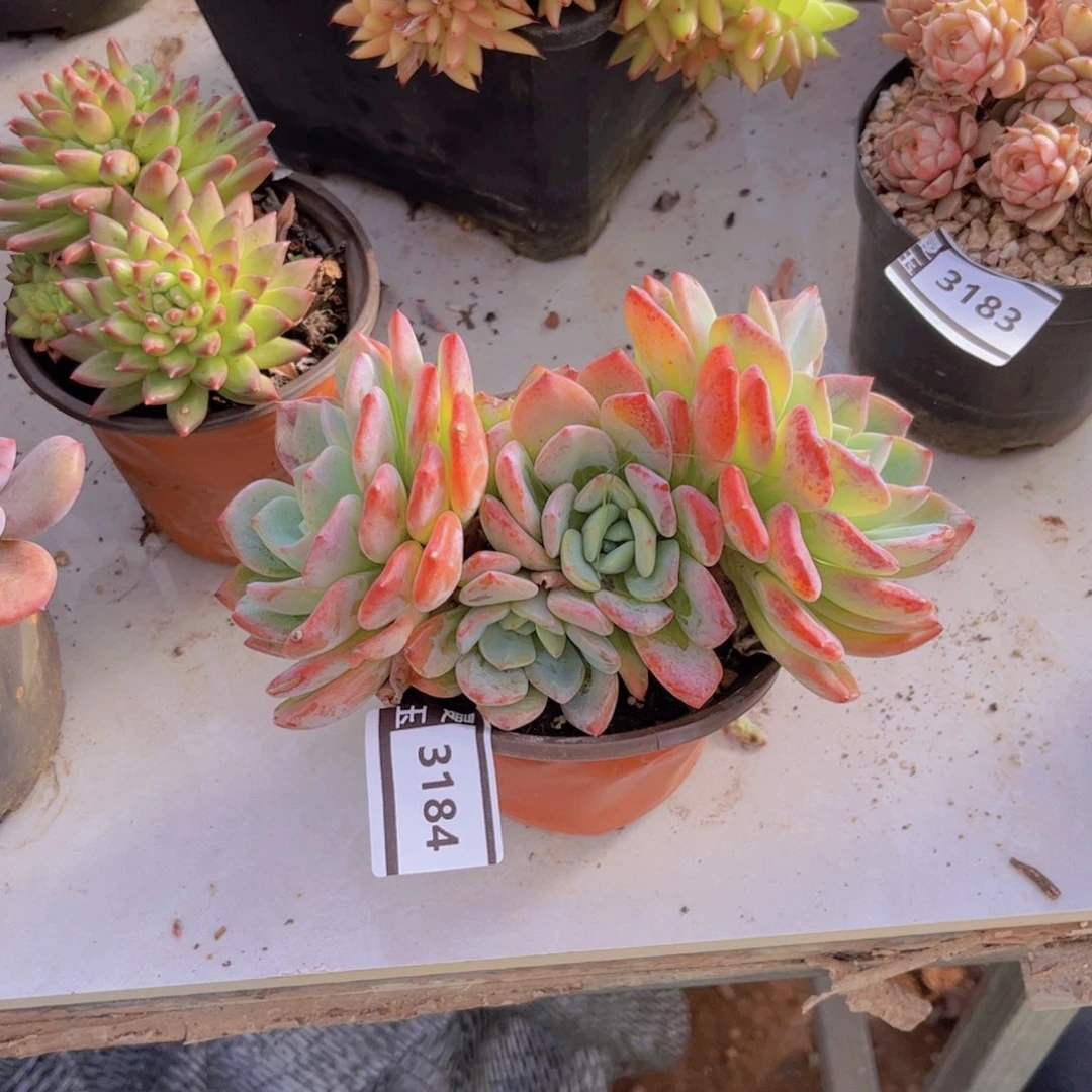 冷橙多肉植物3184