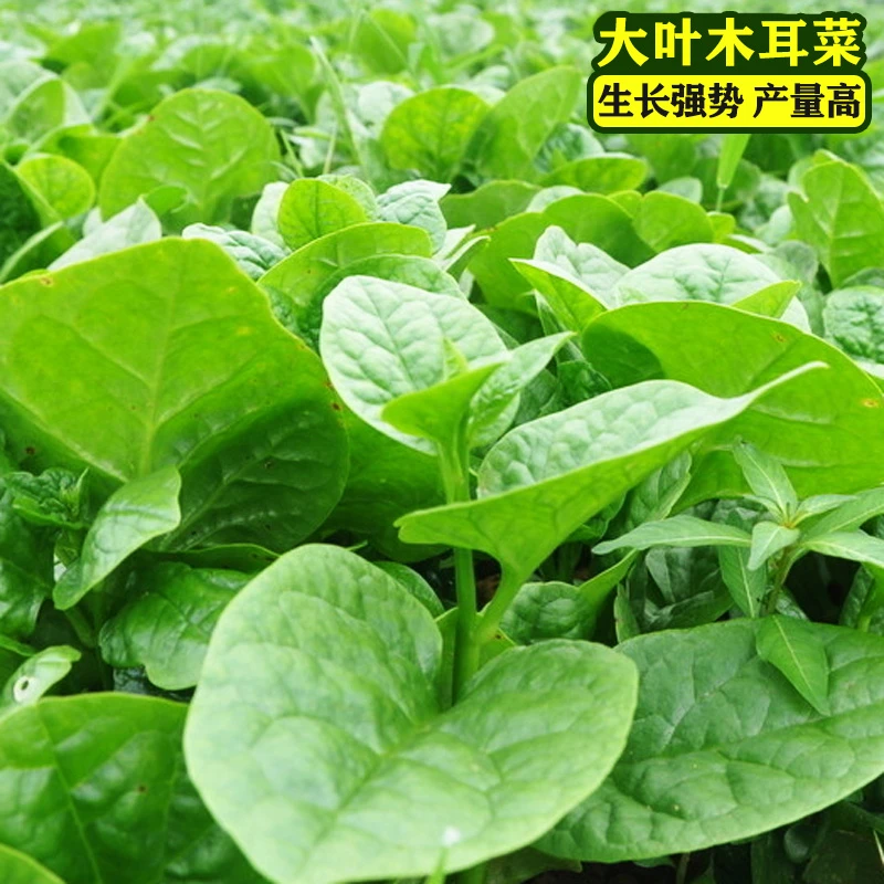 大叶木耳菜种子耐高温高湿春夏四季阳台盆栽蔬菜种子