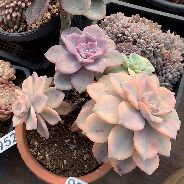 954紫乐锦 一物一拍多肉