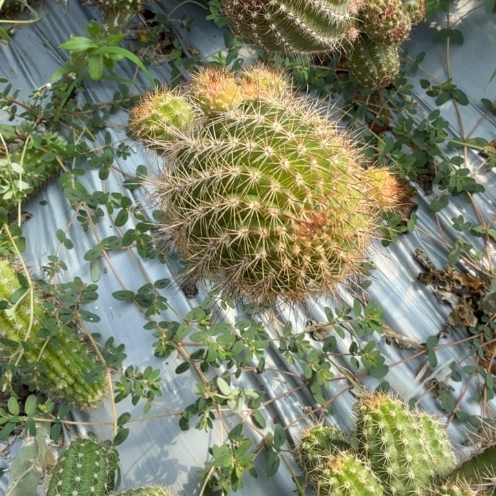 苗接白檀矮胖白檀280
