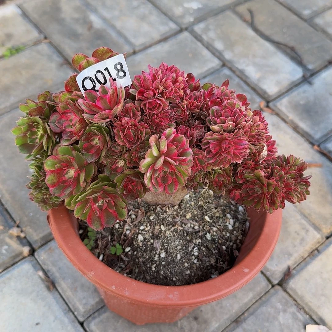 全部花朵018荔枝缀333冠服20小颗的