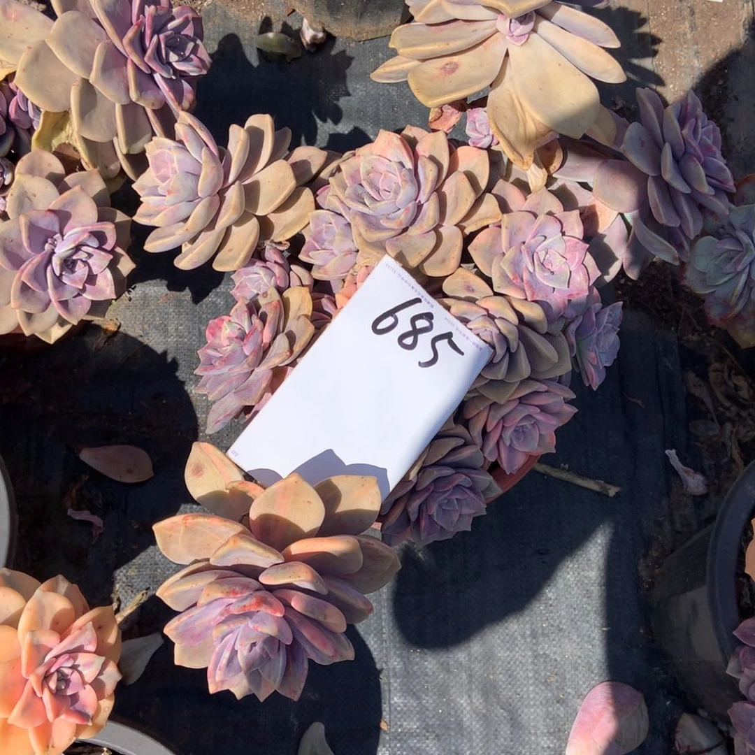 l****猜一物一拍外播多肉紫了锦685