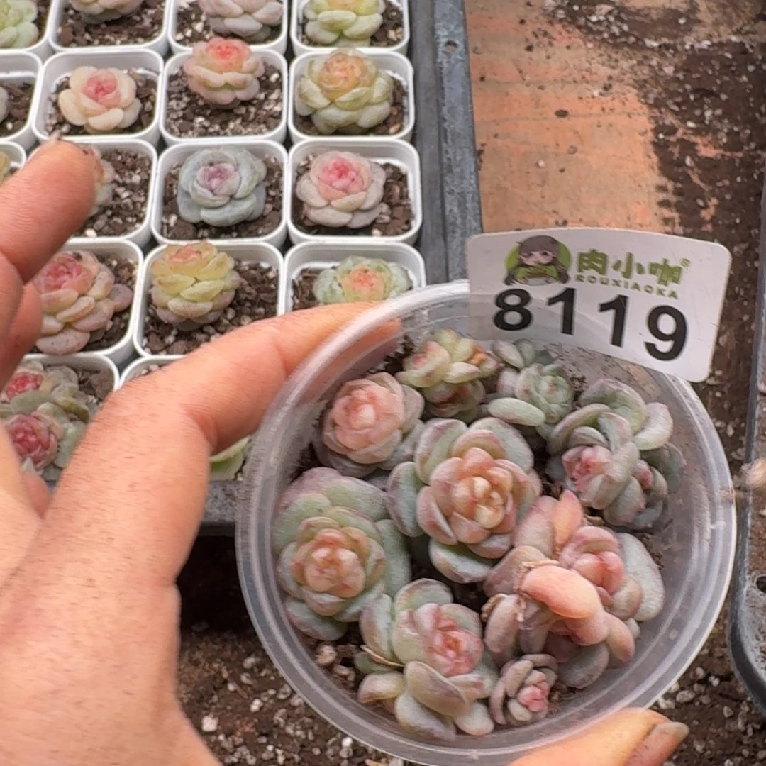 多肉植物多肉植物