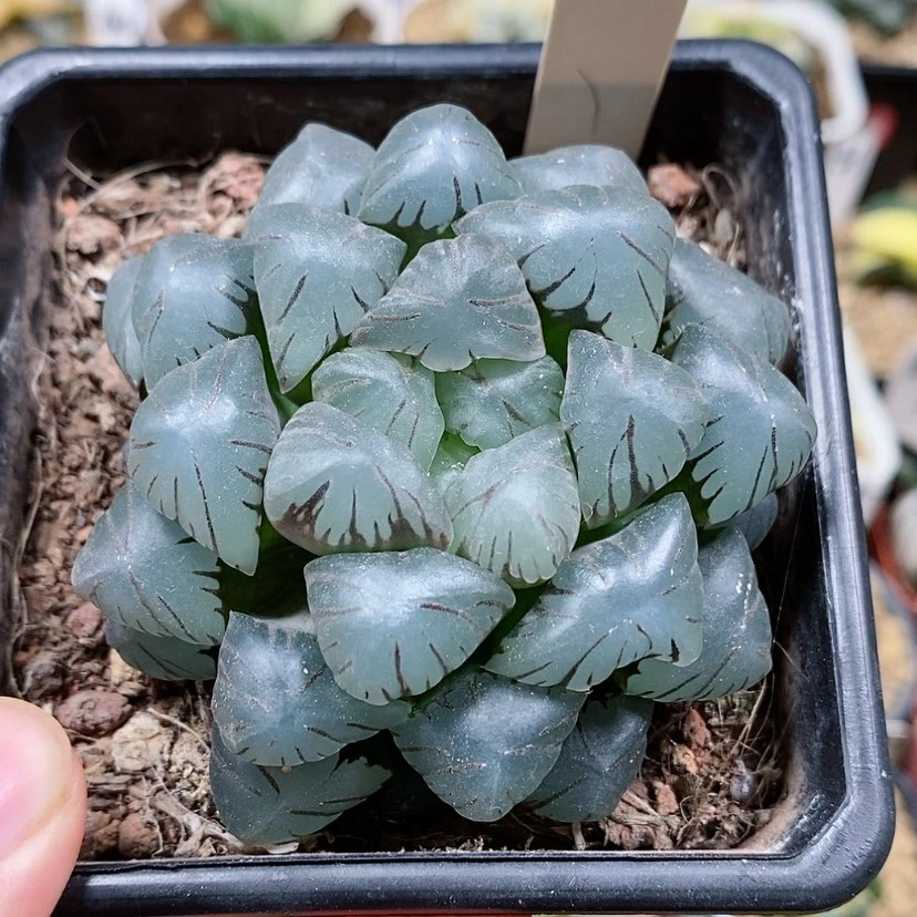 【闪购商品】113孔明灯