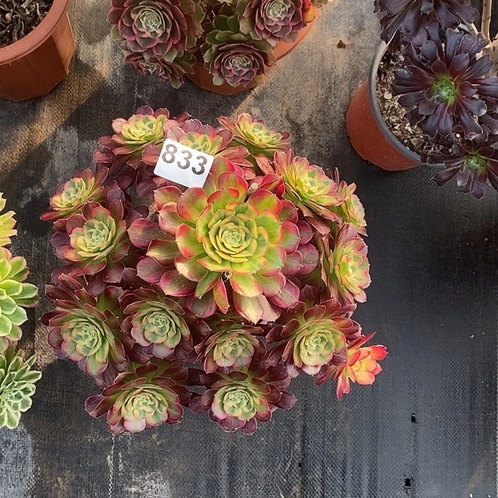 833安娜冠服30公分