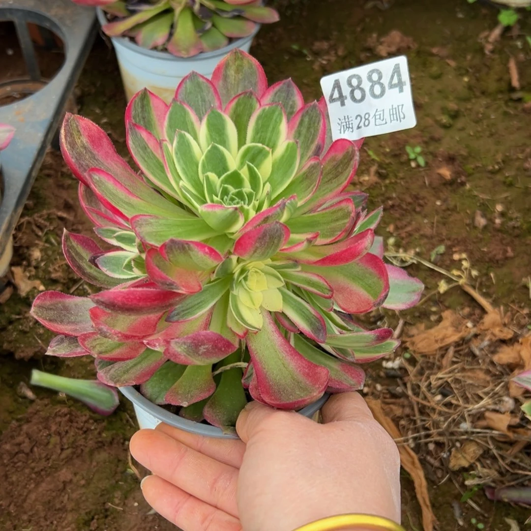 哈***…多肉植物4884海仙
