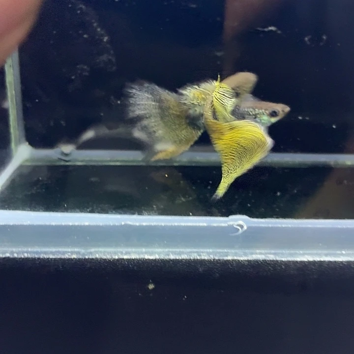 海水鱼黑金蕾丝两对