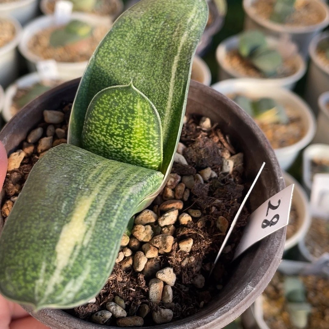 28脱土发货11111111