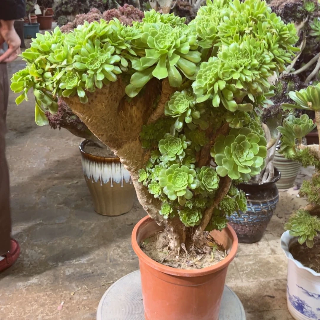 精品法师一物一拍