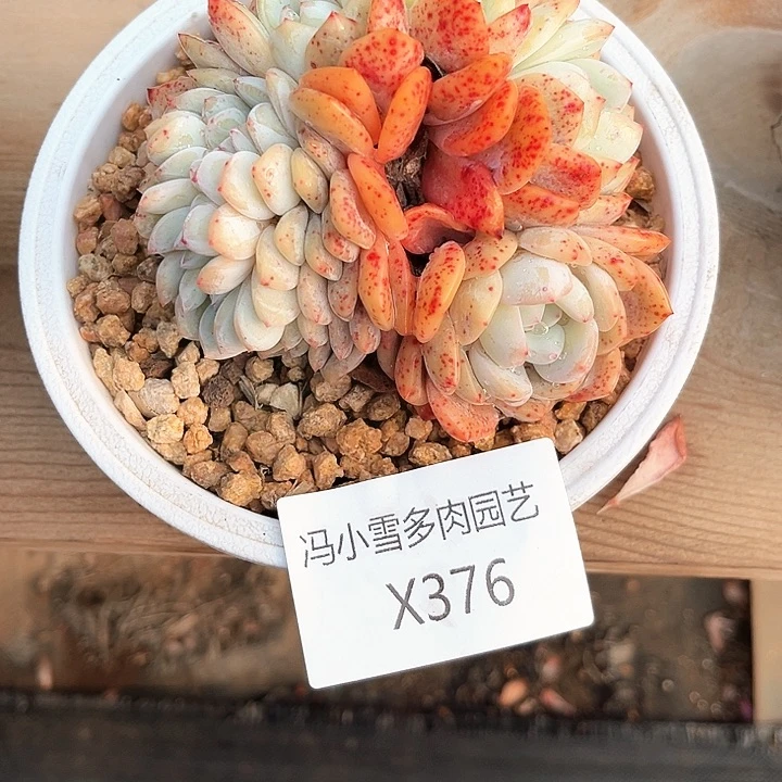 ?****我是你的小可爱啊我的小可爱