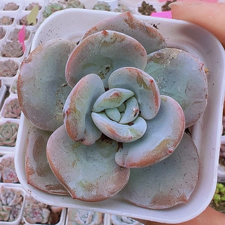圆叶奶茶19包邮多肉植物