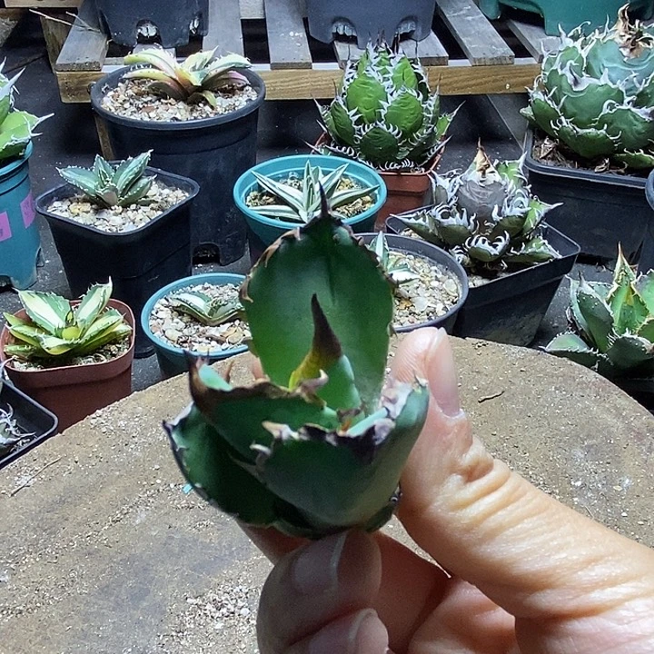 白犀牛顶芽无根。