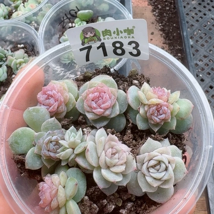 多肉植物多肉植物