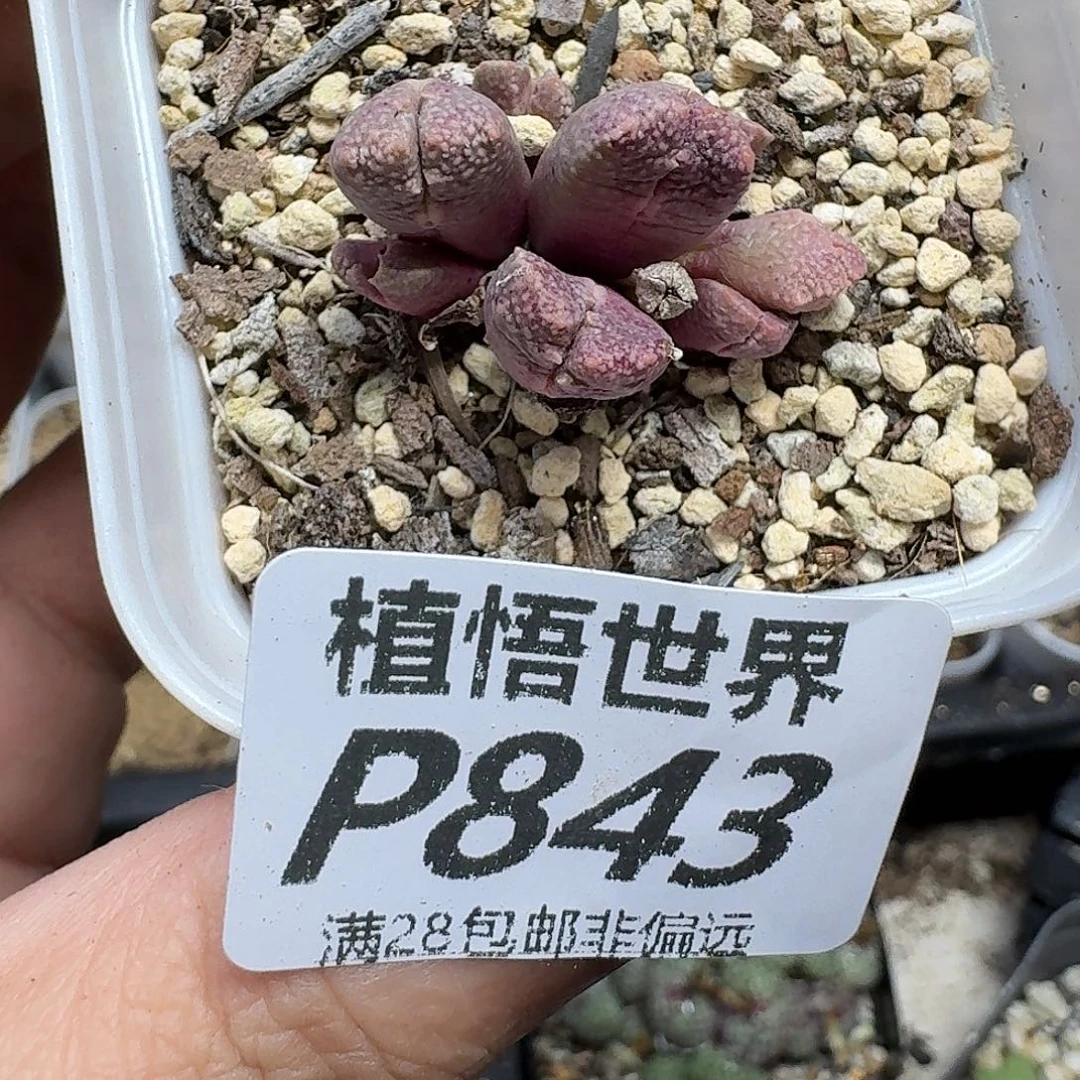 多肉植物的人生fhn