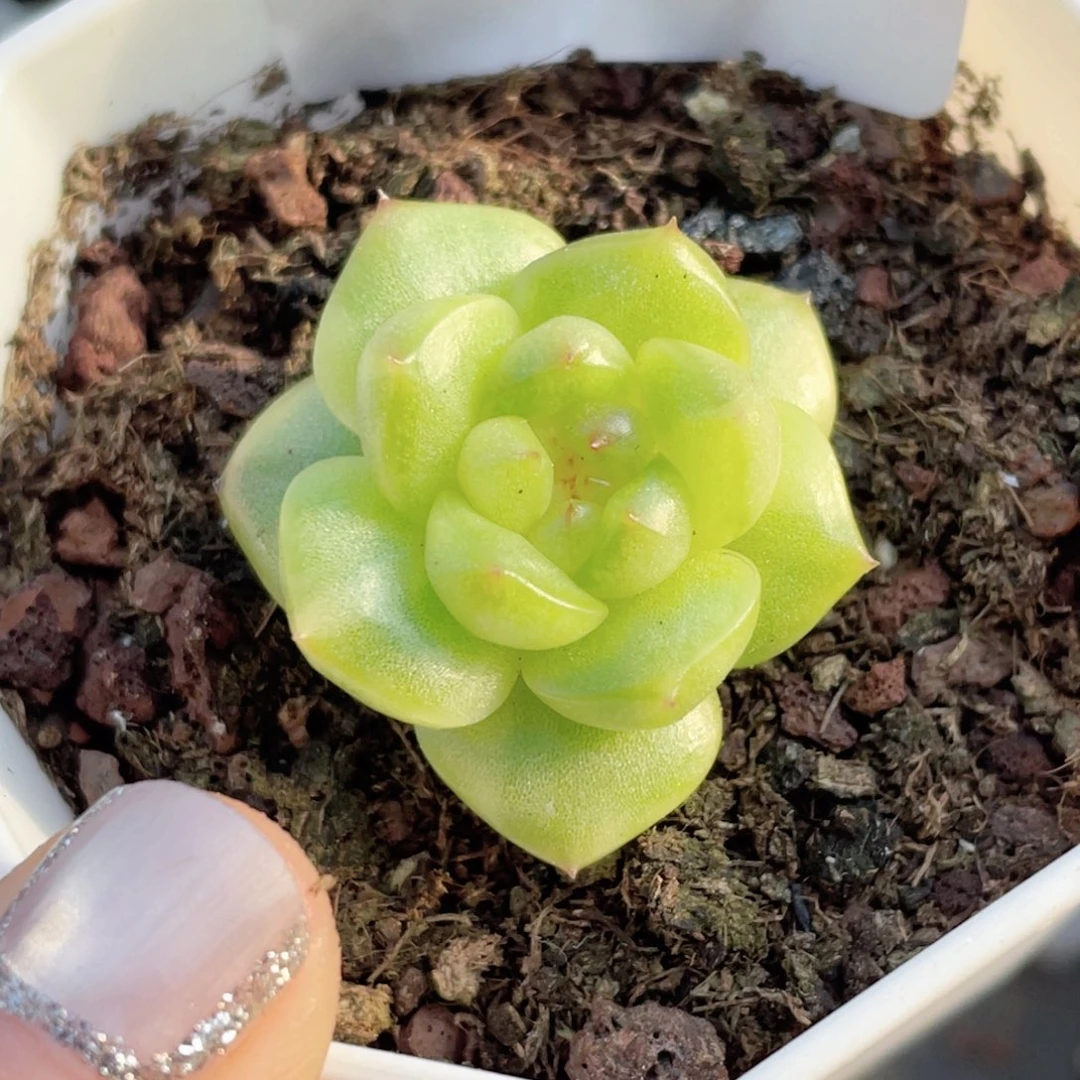 糖***.505号糖心冰心珍妮