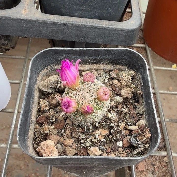 克氏丸单头2仙人球