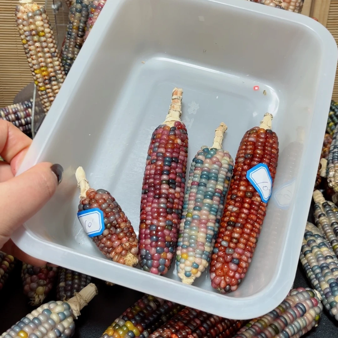 依***依直播间七彩文玩玉米链接