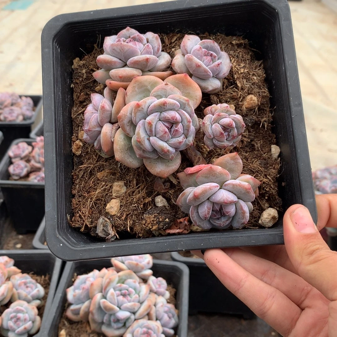 六头飘枝无砍石榴籽