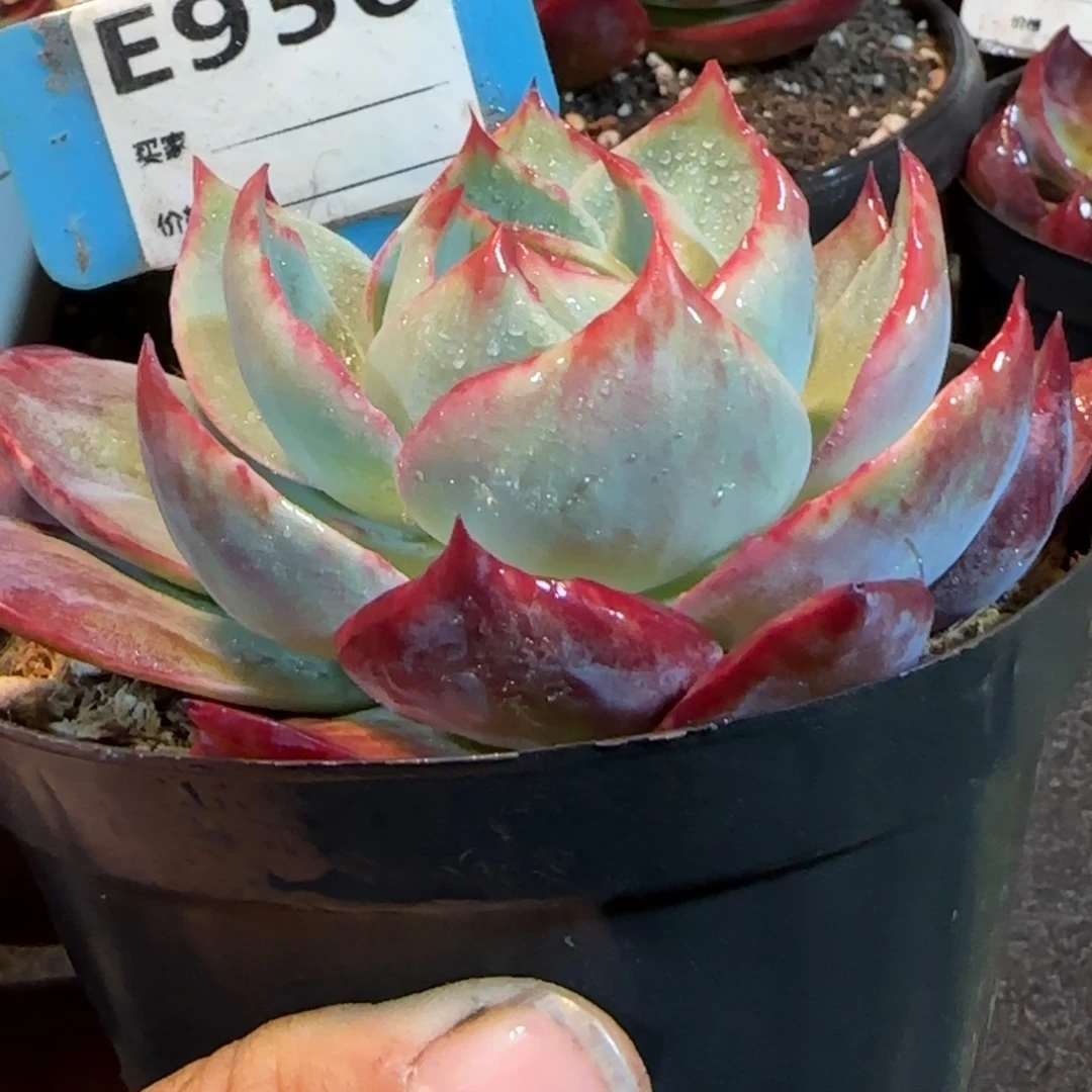 花脸拉丝956 惊鸿一物一拍包装收缩花旱