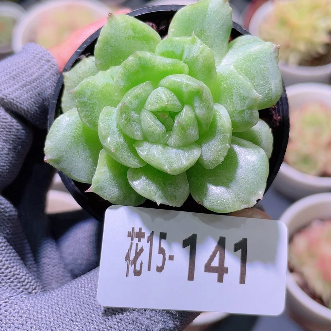 花利美15-141麦秆