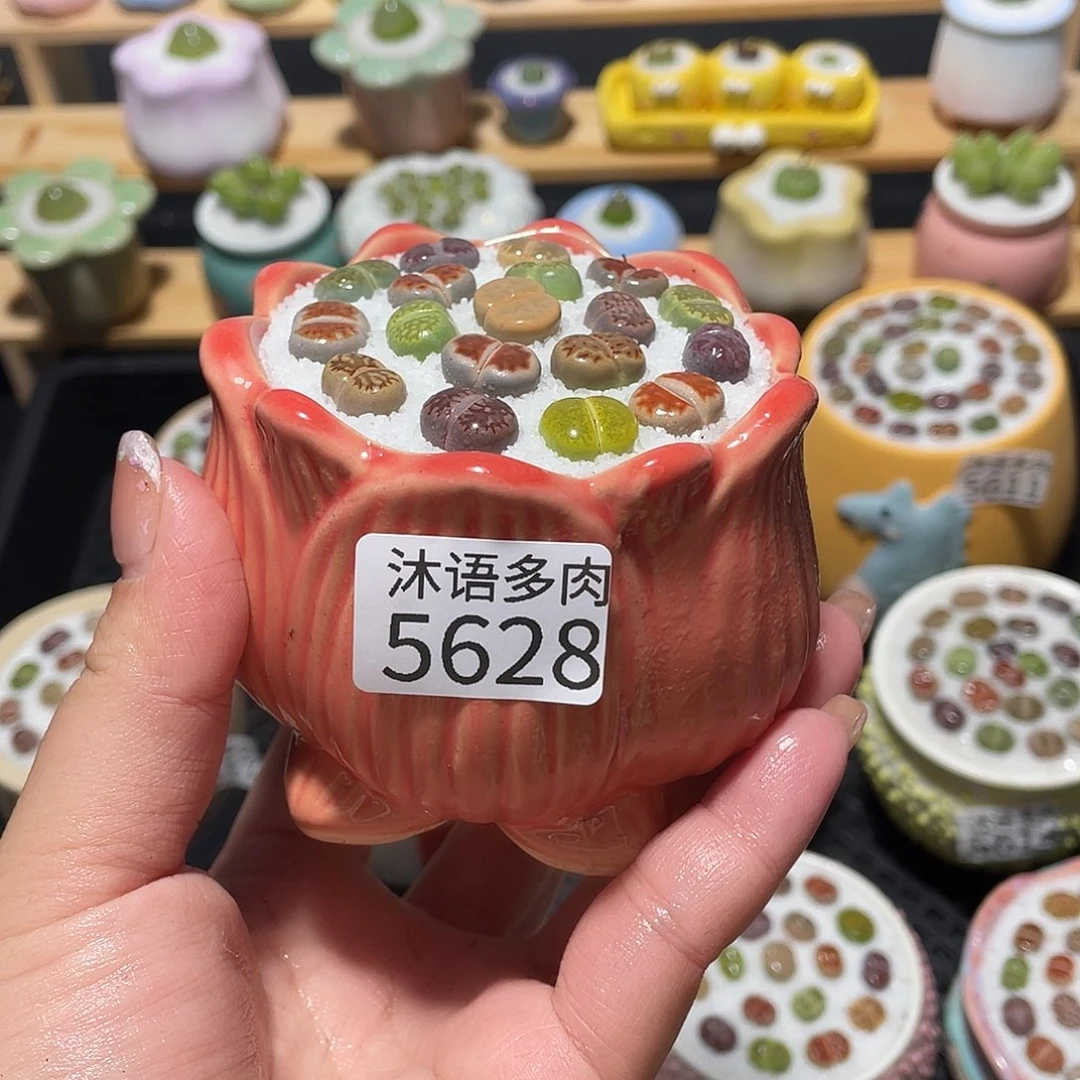 带盆土植物 一物一拍5628