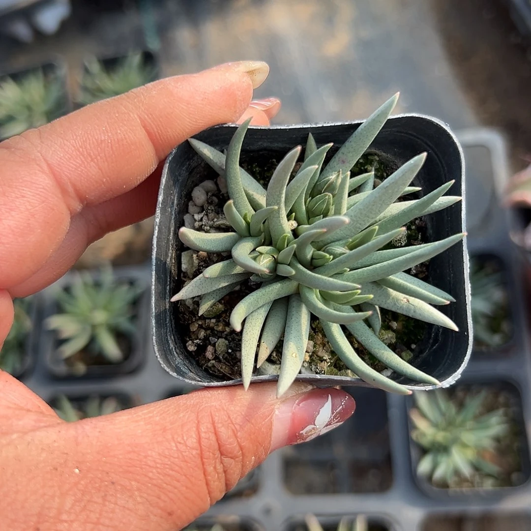 多肉植物多肉植物