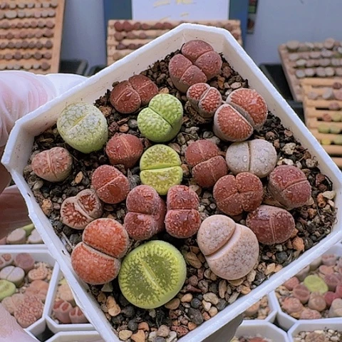 913彩套带盆土发货特价