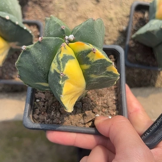 山**海实生鸾锦467757