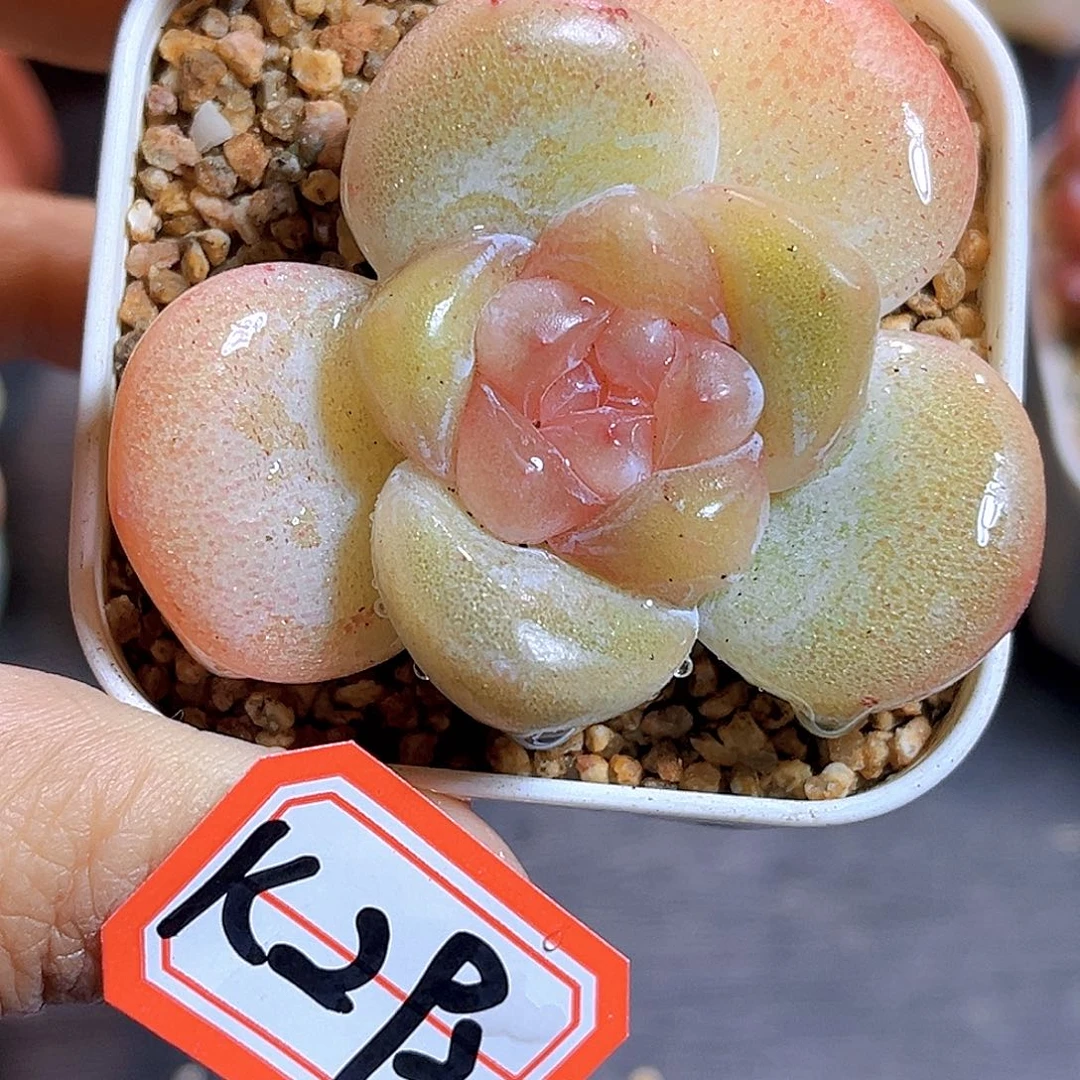 K292 水果软糖 满18包邮