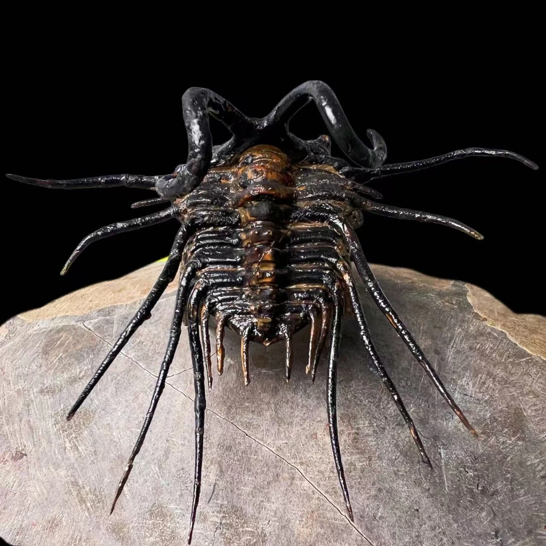 【双角三叶虫化石（珍藏）】74.9mm 珍藏 泥盆纪3.5亿年 贝壳朋友