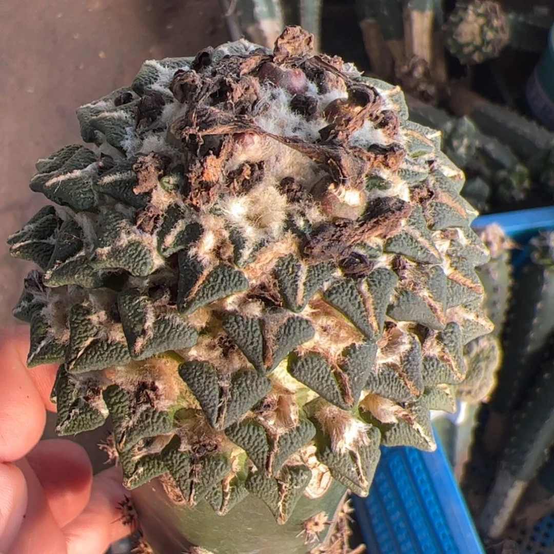 黑牡丹仙人球832