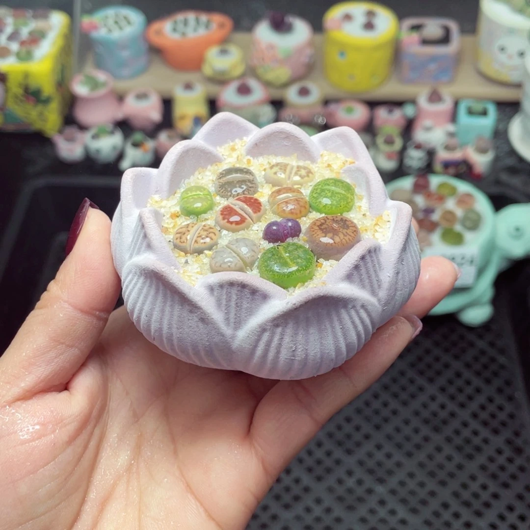 w9826 带盆土发货-零下地区拍保温箱