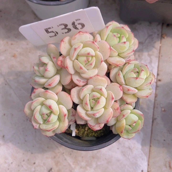 健健康康平平安安