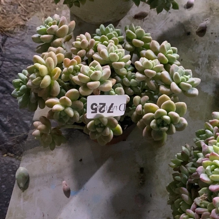 七***斓725奶酪蛋糕多肉植物多肉