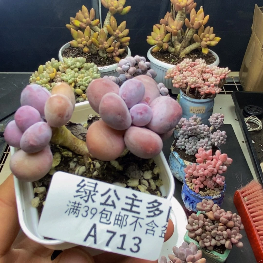713糖豆奶多肉4cm