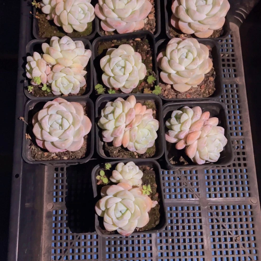 小****?多肉植物，多肉植物