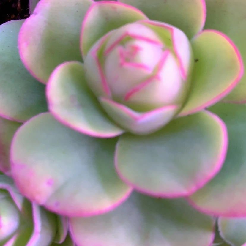 【闪购商品】紫*yjj769红狐狸