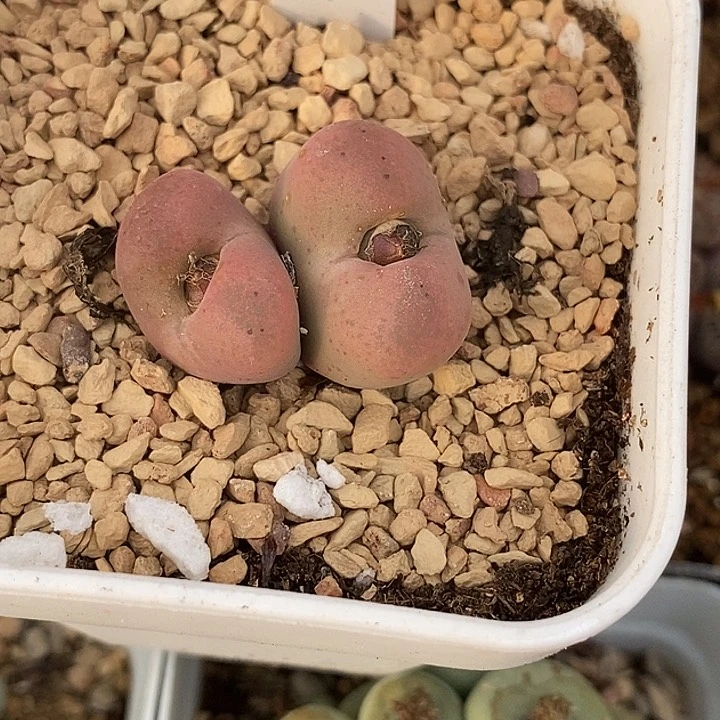 果*哟19540双头吕孤母本