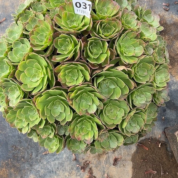 11.6-31抹茶朵朵多肉1