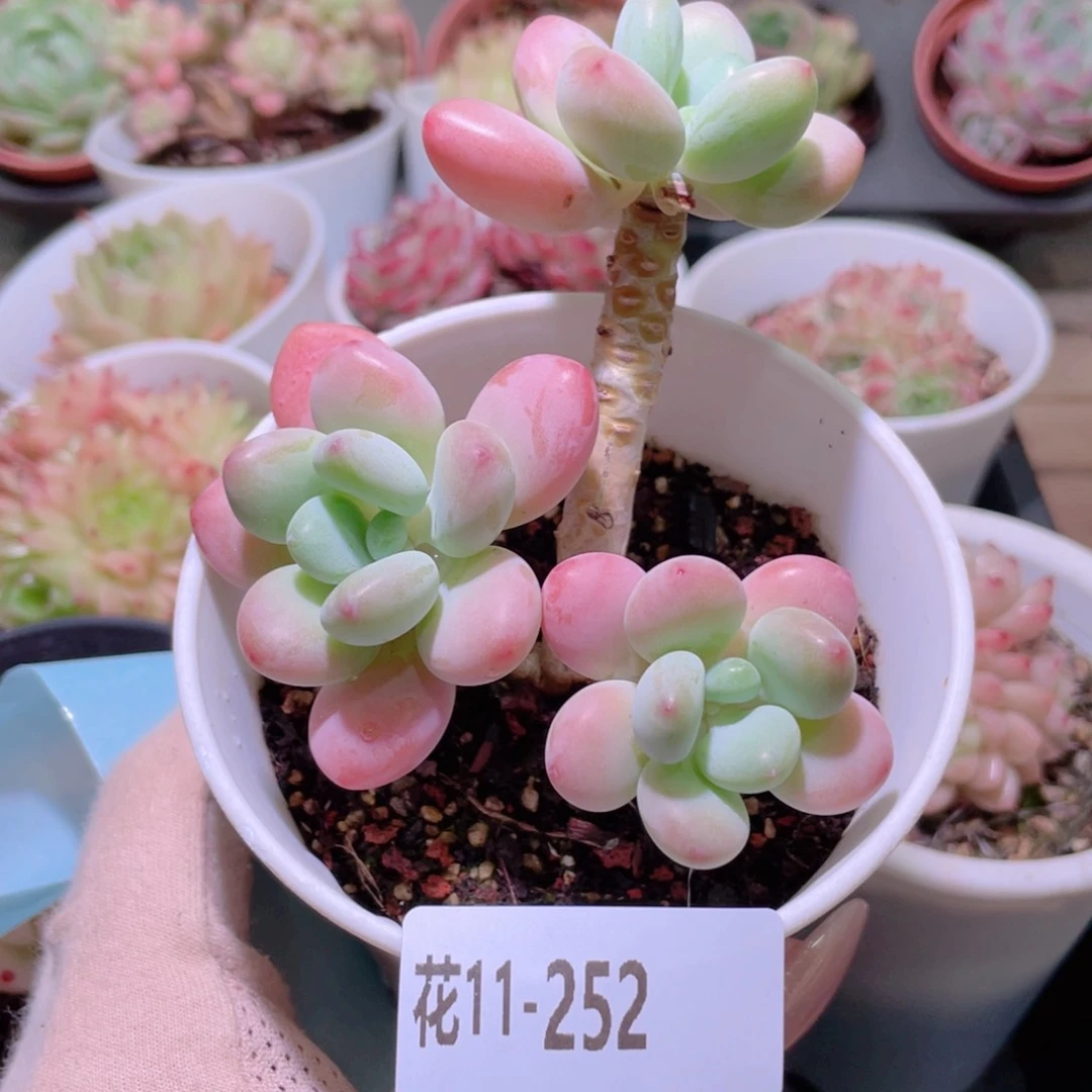 花利美11-252洛神
