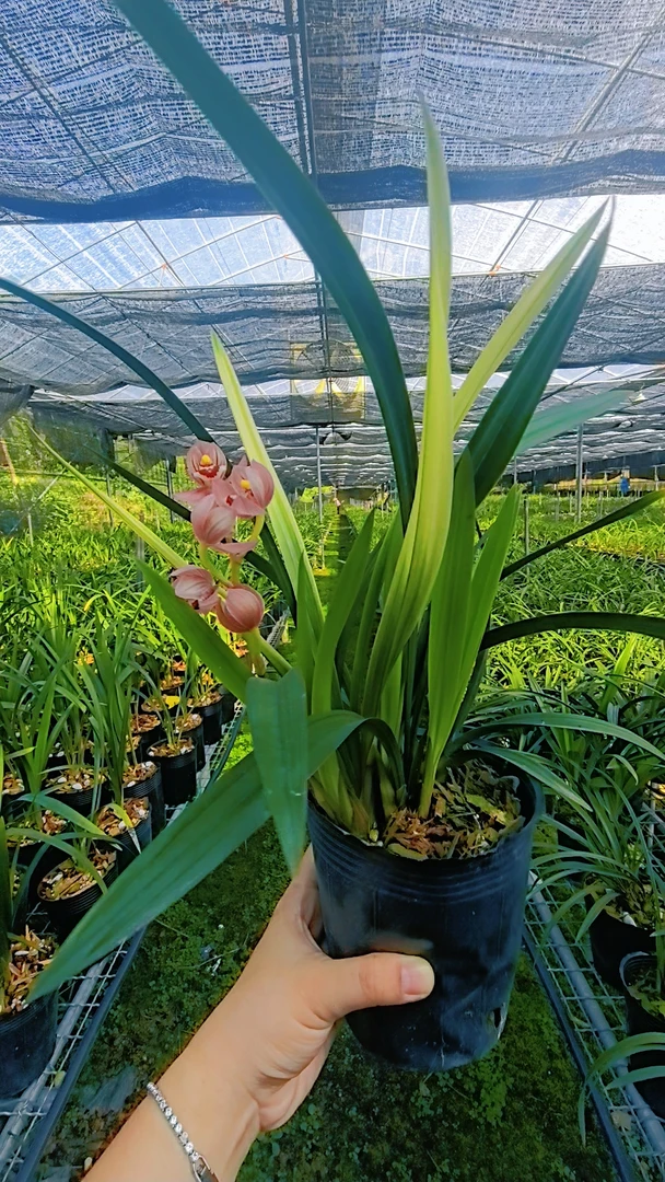 浓香型建兰东方红荷室内花卉好养易开花自家兰棚养植裸根发货