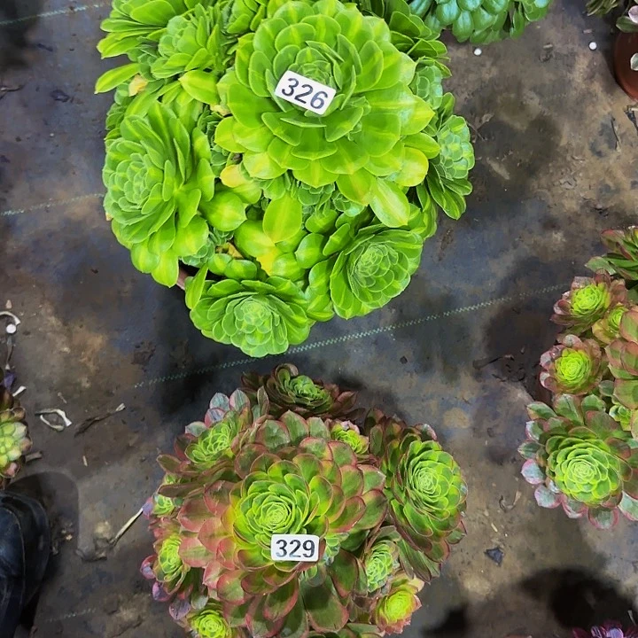 嘟*326.329翡翠琉璃加奶白