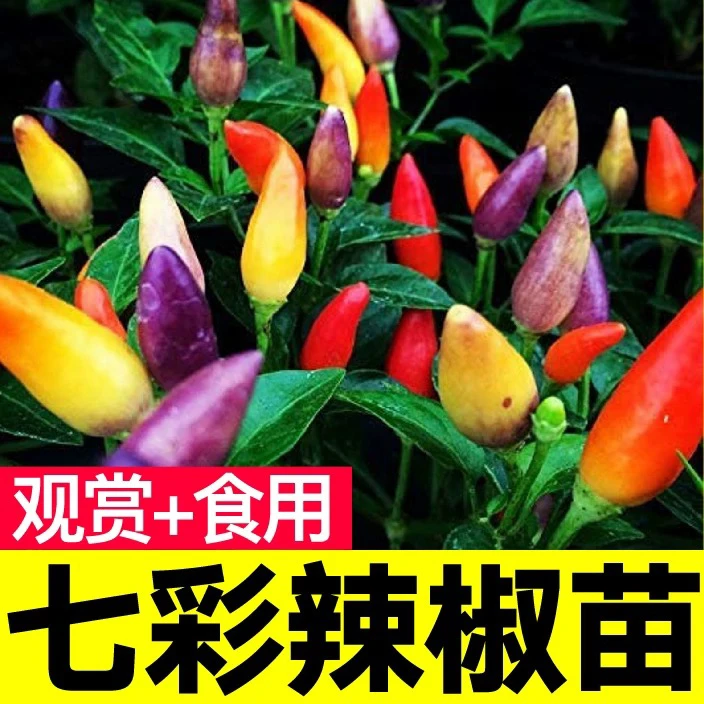 【七彩椒】多年生木本植物耐热易活四季开花室内室外绿植