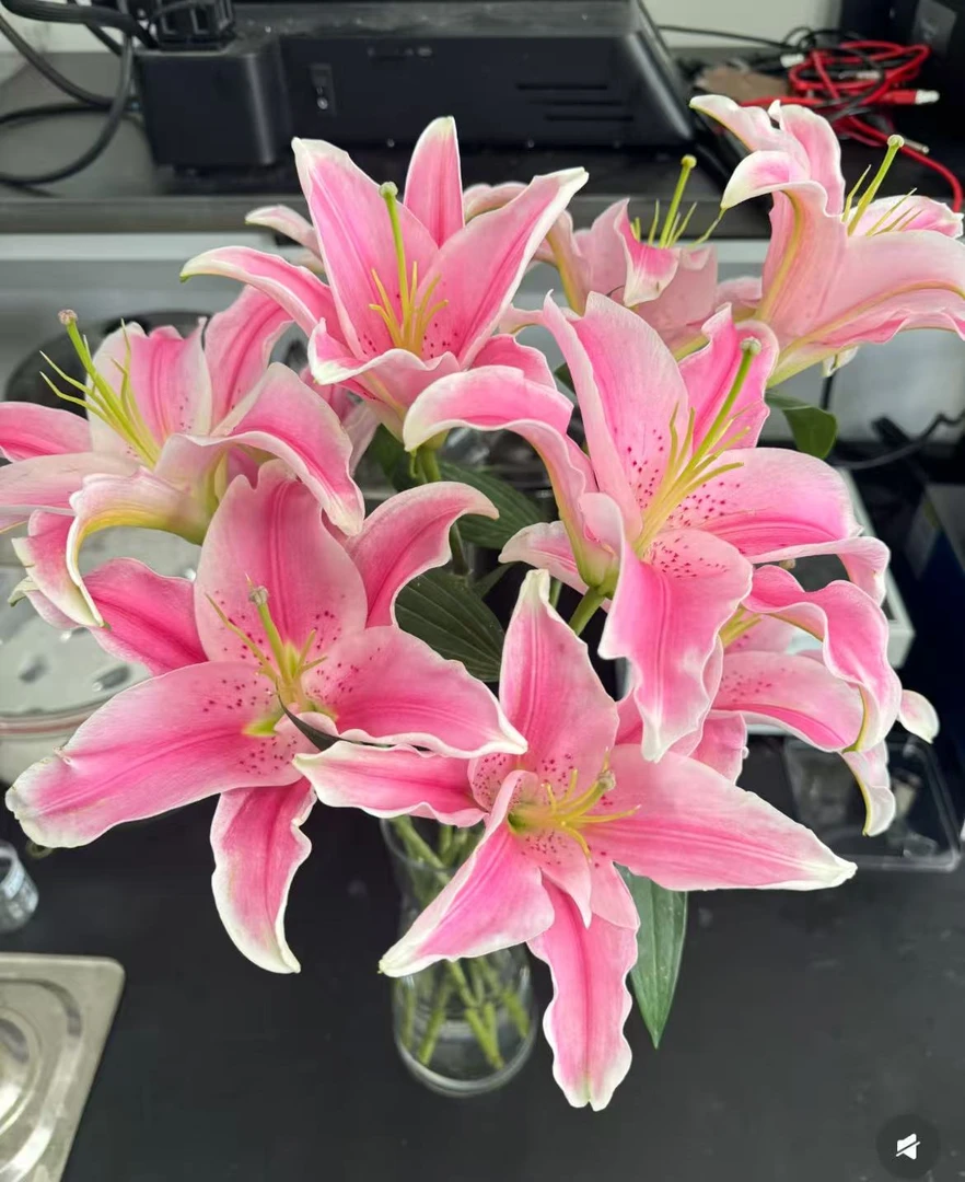 粉色香水百合【索尔帮】---云南基地鲜切花，到货一定要先醒花